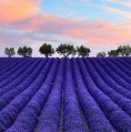 Voyage au cœur de la Provence