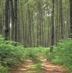 Le parc naturel des Landes de Gascogne