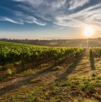 3 régions pour faire de l'oenotourisme en Italie