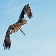Les rapaces en France