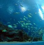 Comment profiter de sa visite à l'aquarium Sea Life Londres ?