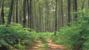 Le parc naturel des Landes de Gascogne